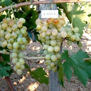 Grožđe Lasta sadnice vinove loze (Lozni kalemovi po super ceni)