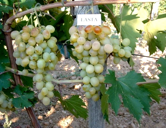 Grožđe Lasta sadnice vinove loze (Lozni kalemovi po super ceni)