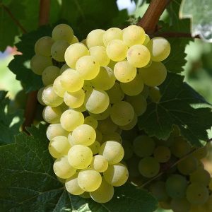 Demir Kapija  sadnice vinove loze (Lozni kalemovi po super ceni)