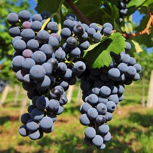 Frankovka sadnice vinove loze (lozni kalemovi po super ceni)
