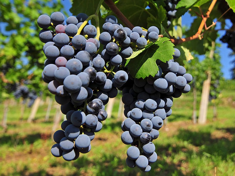 Frankovka sadnice vinove loze (lozni kalemovi po super ceni)