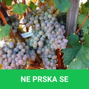 Bačka - sadnice vinove loze (lozni kalemovi po super ceni)