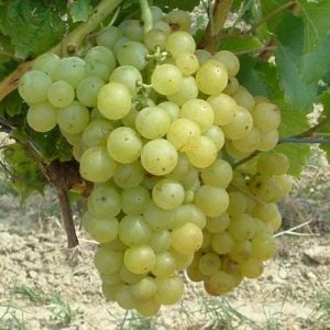 Julski Muskat sadnice vinove loze (Lozni kalemovi po super ceni)