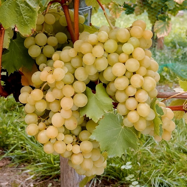 Kraljica Vinograda sadnice vinove loze (Lozni kalemovi po super ceni) - Image 2