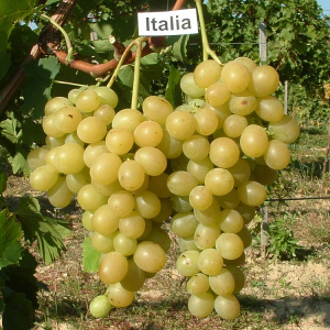 Muskat Italija sadnice vinove loze (Lozni kalemovi po super ceni)