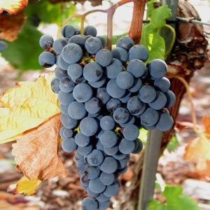 Merlo sadnice vinove loze (lozni kalemovi po super ceni)