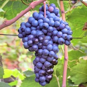 Vranac sadnice vinove loze (lozni kalemovi po super ceni)