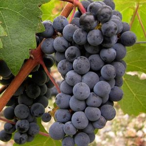 Kaberne Sovinjon sadnice vinove loze (lozni kalemovi po super ceni)