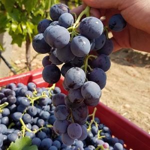 Mišel Palijeri sadnice vinove loze (Lozni kalemovi po super ceni)