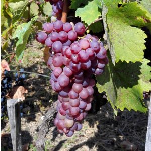 Plovdina (crvena Slankamenka) sadnice vinove loze po super ceni