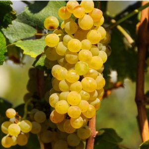 Šardone - sadnice vinove loze (lozni kalemovi po super ceni)