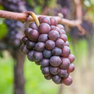 Sivi Burgunadac (Pino gris)- sadnice vinove loze