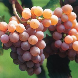 Traminac sadnice vinove loze (Lozni kalemovi po super ceni)