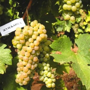 Župljanka - sadnice vinove loze (lozni kalemovi po super ceni)