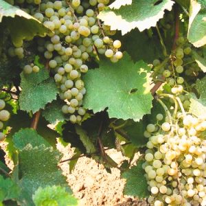 Sila - sadnice vinove loze (lozni kalemovi po super ceni)