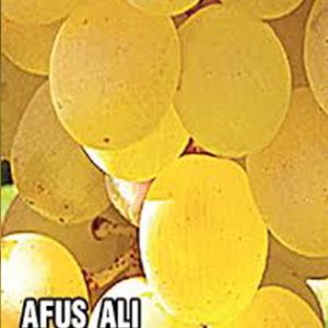 Afus Ali