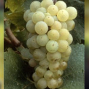 Aligote
