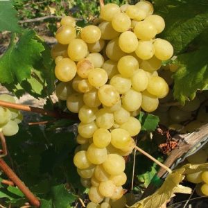 Kraljica Vinograda sadnice vinove loze (Lozni kalemovi po super ceni)