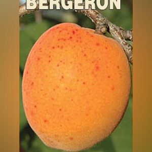 Bergeron