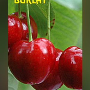 Burlat