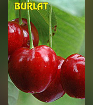 Burlat