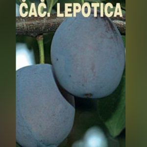 Čačanska Lepotica