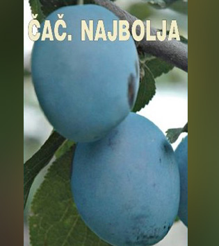 Čačanska Najbolja