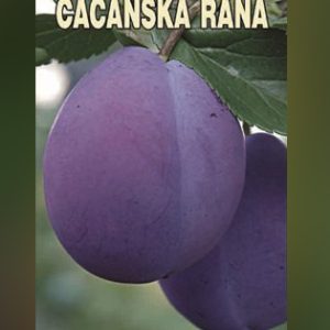 Čačanska Rana