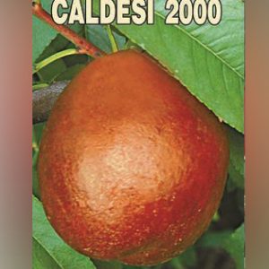 Caldesi 2000