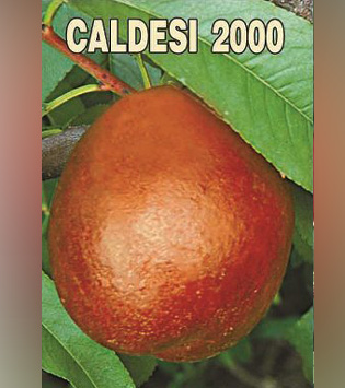 Caldesi 2000