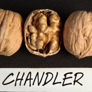 Čendler (Chandler)