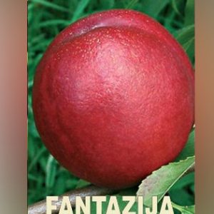 Fantazija