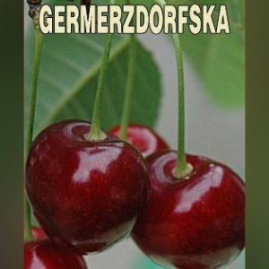 Germersdorfska