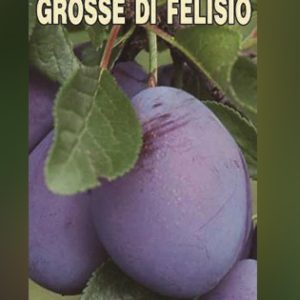Grose Di Felisio
