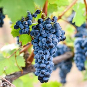 Prokupac sadnice vinove loze (lozni kalemovi po super ceni)