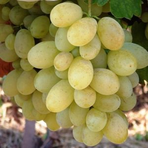 Grožđe Viktorija sadnice vinove loze (Lozni kalemovi po super ceni)