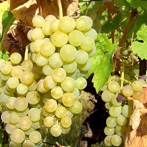 Smederevka - sadnice vinove loze (lozni kalemovi po super ceni)