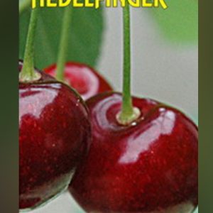 Hedelfingenska