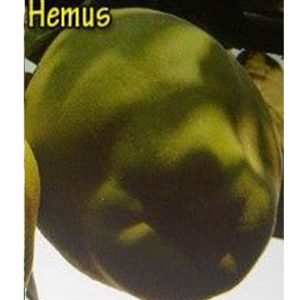 Hemus dunja