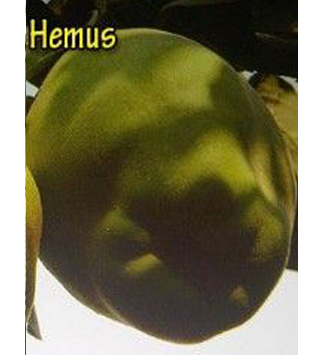 Hemus dunja