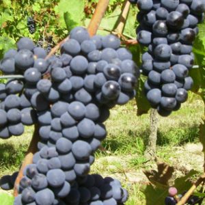 Kaberne Frank sadnice vinove loze - Lozni Kalemovi Vinske Sorte