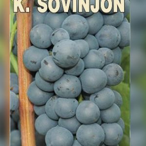 Kaberne Sovinjon