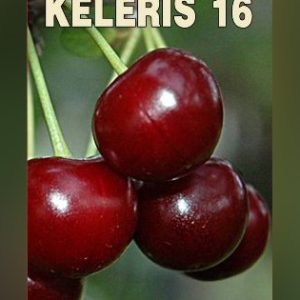 Keleris 16