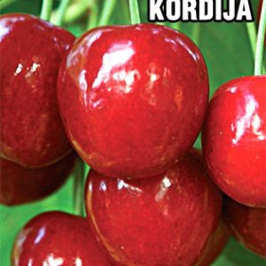 Kordija