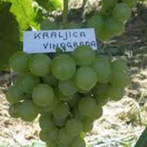 Kraljica Vinograda