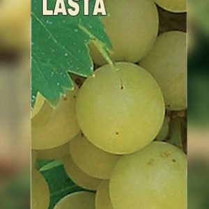 Lasta