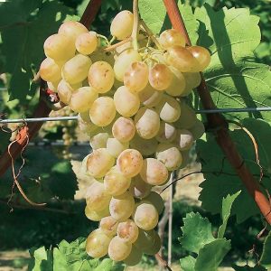 Afus Ali sadnice vinove loze (Lozni kalemovi po super ceni)