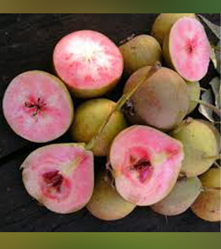 Lubeničarka
