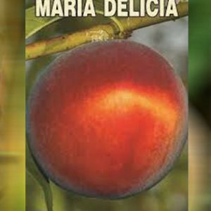 Maria Delicia