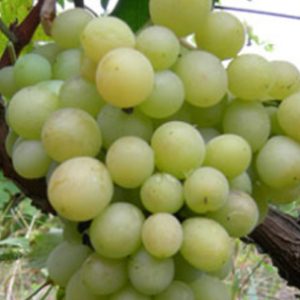 Matilda sadnice vinove loze - Lozni Kalemovi Stone Sorte